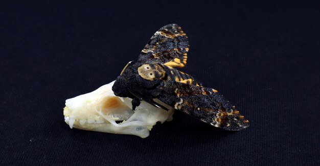 Acherontia atropos Dead Heath Moth i czaszka tropikalnych nietoperzy odizolowane na czarno. Przerażenie. Wypychanie.