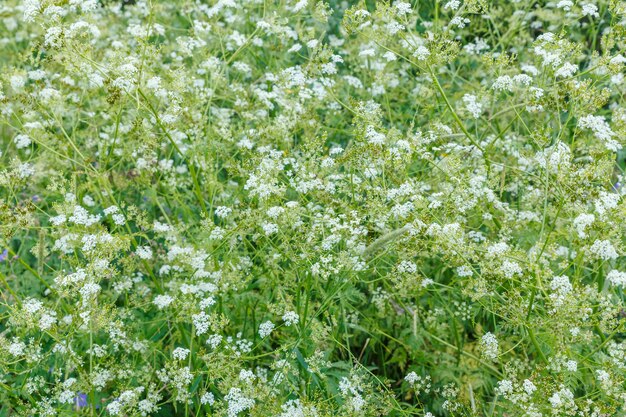 Achillea millefolium lub krwawnik pospolity. Dzikie kwiaty na łące.