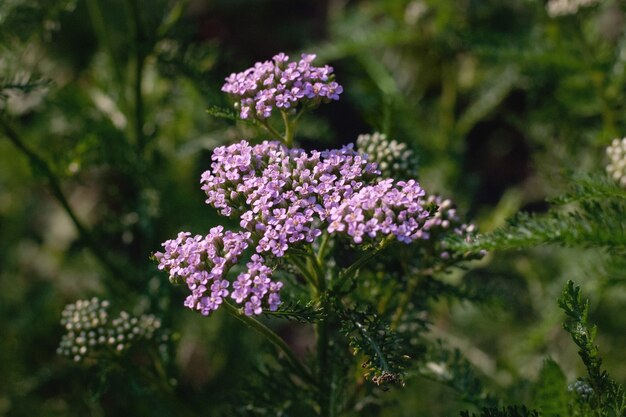 Zdjęcie achillea millefolium - roślina kwitnąca krwawnika pospolitego