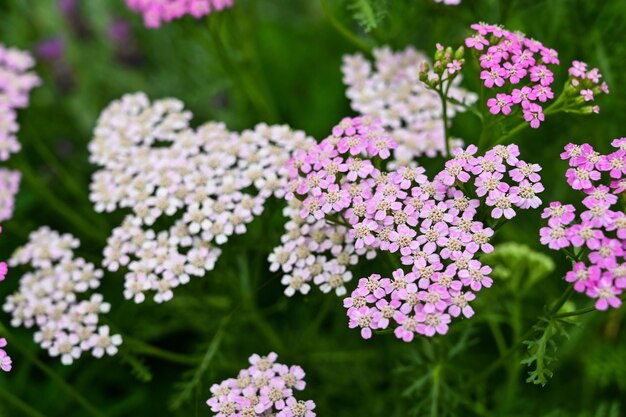 Zdjęcie achillea millefolium w ogrodzie