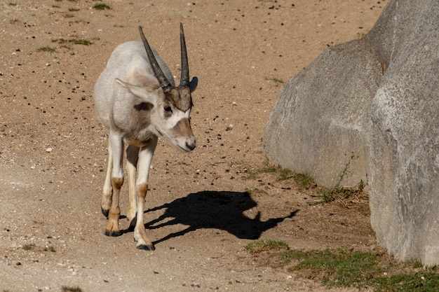 Zdjęcie addax biała antylopa z bliska