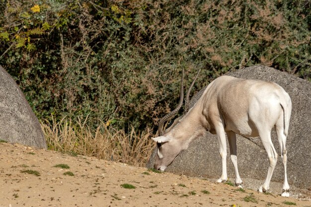 Addax biała antylopa z bliska