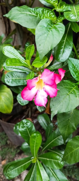 Adenium obesum Roślina brana z bliskiej odległości