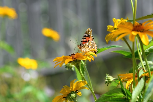 Admirał motyl i kwiat. Piękny motyl na żółty kwiat w słoneczny dzień. Tło wiosna i lato. Makro