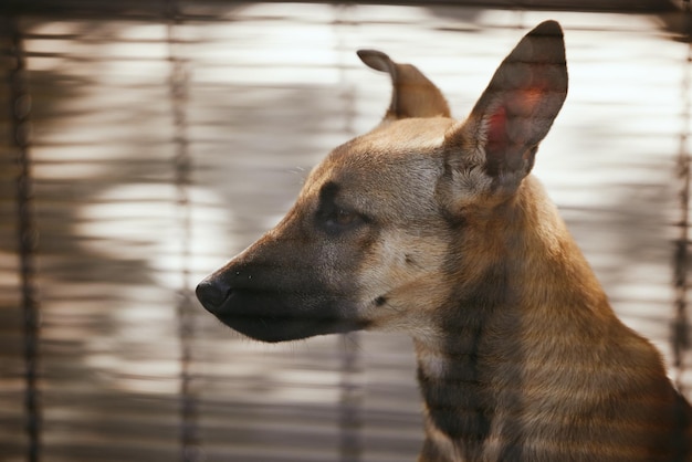 Adopcja smutna i pies w klatce w schronisku czeka na dom i bezdomni w hodowli Kochaj samotne i domowe zwierzę porzucone jako ratunek przygnębiony i nieszczęśliwy w stowarzyszeniu dla zagubionych zwierząt