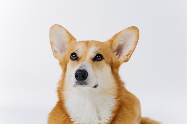 Adorable cute Welsh Corgi Pembroke siedzi na białym tle i patrząc na kamery Najbardziej popularna rasa psa