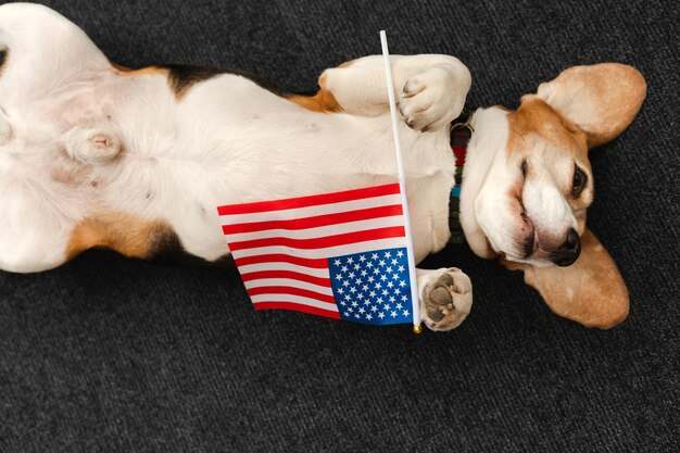 Zdjęcie adorable funny dog lying with american symbol flag the concept of freedom voting