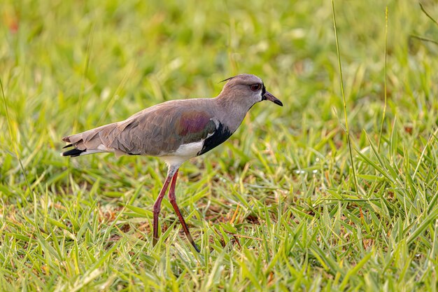 Zdjęcie adult southern lapwing bird