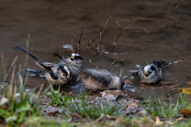 Aegithalos Caudatus - Mit To Gatunek Ptaka Wróblowego Z Rodziny Aegithalidae.