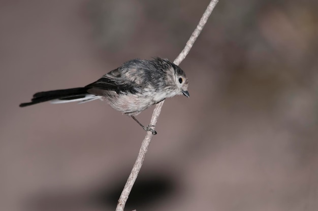 Aegithalos caudatus - Mit to gatunek wróblowatych z rodziny Aegithalidae.