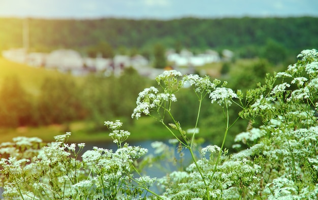 Aegopodium podagraria. Rosyjska letnia łąka. Region Archangielska, Rosja