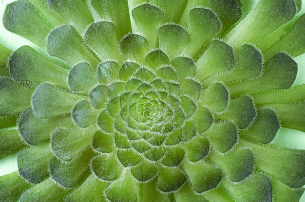 Aeonium canariense Makro sukulentów