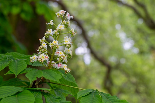 Aesculus hippocastanumkwiat kasztanowca lub kasztanowca wiosną