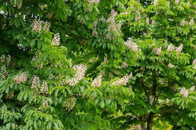 Aesculus hippocastanumkwiat kasztanowca lub kasztanowca wiosną