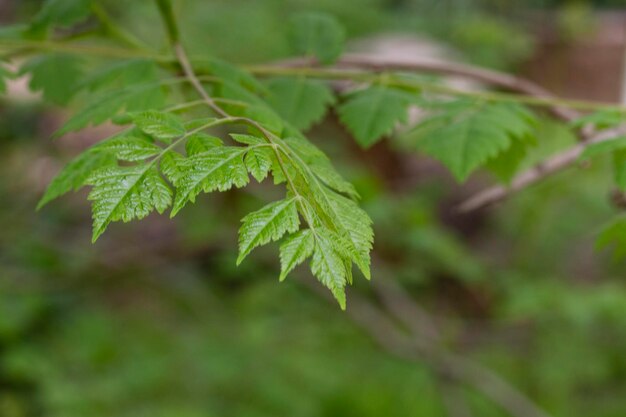 Aesculus hippocastanumkwiat kasztanowca lub kasztanowca wiosną