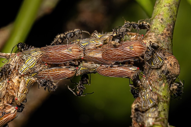 Zdjęcie aetalionid treehopper nymphs and adults and adult odorful ants