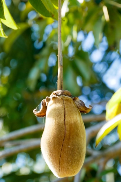 African Baobab Fruit Or Monkey Bread