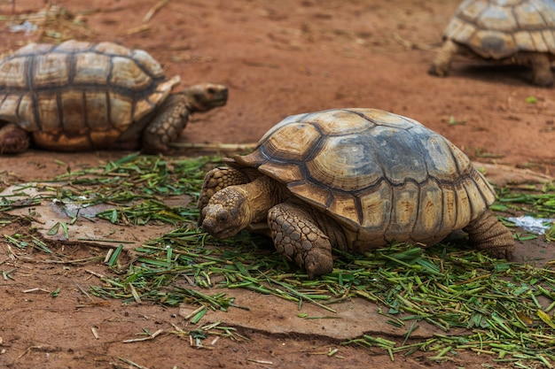 Afrykanin Pobudzał Tortoise Odpoczywa W Ogródzie (geochelone Sulcata)