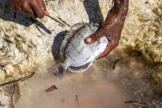 Afrykanin przygotowuje ryby morskie na sprzedaż na wyspie Zanzibar Tanzania Afryka z bliska