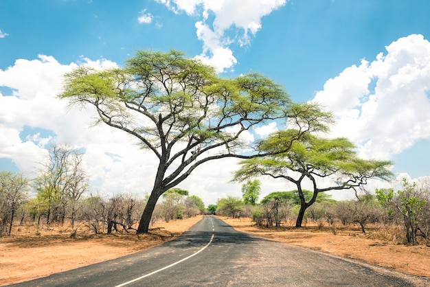 Afrykanina Krajobraz Z Pustą Drogą I Drzewami W Zimbabwe