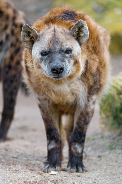 Afrykańska hyena czarno plamkowa