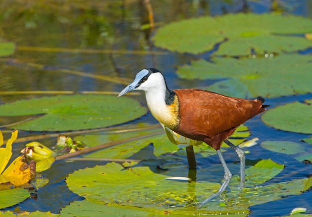 Afrykańska Jacana Stock Photo