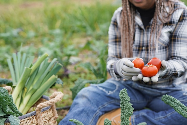 Afrykańska starsza kobieta trzyma świeży organiczny pomidor - pracownica Agrictultre cieszy się okresem zbiorów