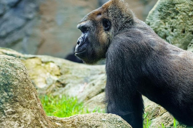 Afrykański goryl z profilu wpatrujący się w innych członków swojej sfory