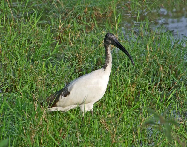 Afrykański ibis święty w trawiastym grzbiecie