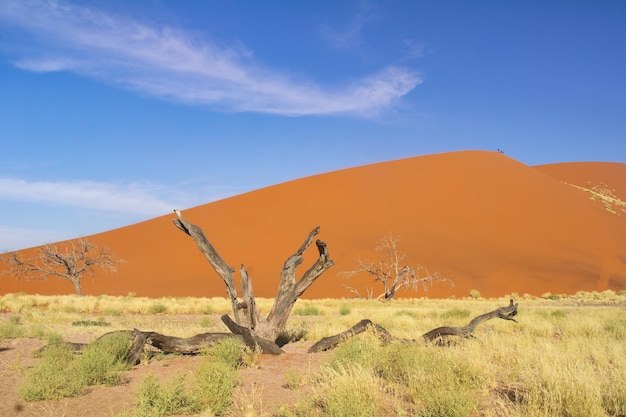 Afrykański krajobraz piękne wydmy o zachodzie słońca i natura pustyni Namib Sossusvlei Namibia