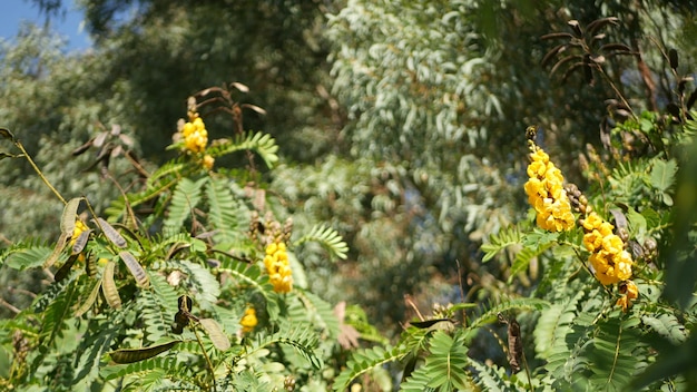 Afrykański kwiat senny, ogrodnictwo w Kalifornii, USA. Naturalny botaniczny bliska tło. Żółty kwiat w wiosennym porannym ogrodzie, świeża wiosenna flora w nieostrości. Świecznik soczysta roślina.