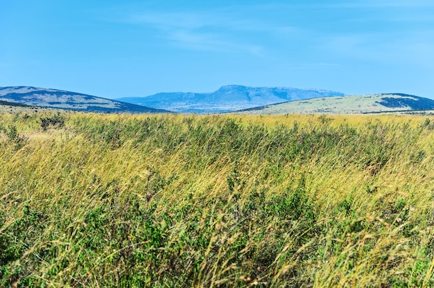 Zdjęcie afrykański park narodowy masai mara w kenii