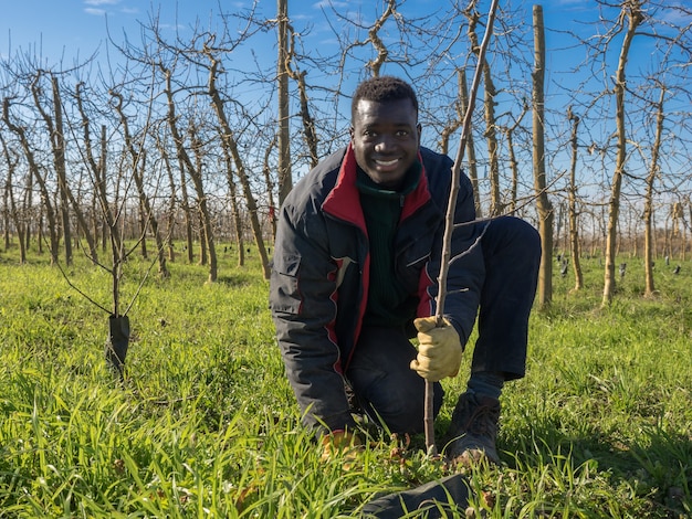 Afrykański rolnik sadzenie drzew owocowych w słoneczny zimowy dzień. Koncepcja rolnictwa.