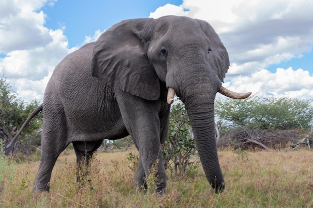 Afrykański słoń Botswana Afryka