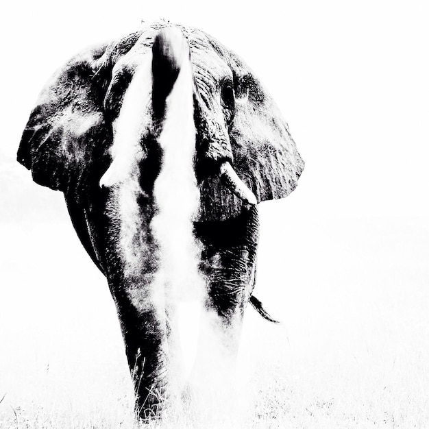 Afrykański słoń dmuchający piasek
