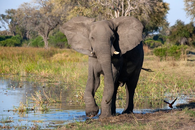 Afrykański słoń Khwai Rzeka Botswana