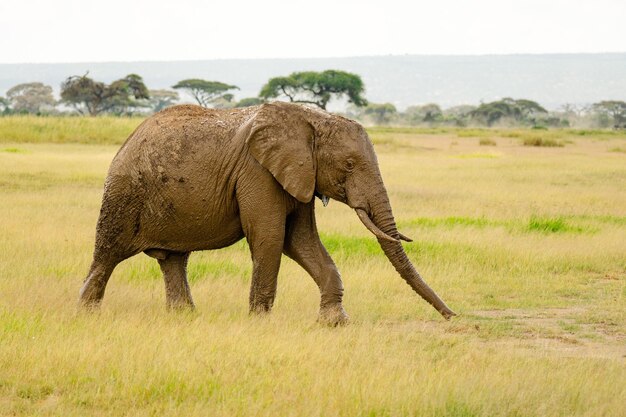 Afrykański słoń Loxodonta africana chodzi w słońcu w Parku Narodowym Botswany