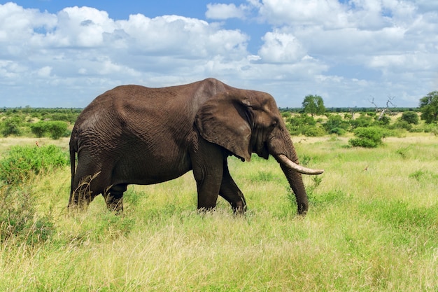 Afrykański Słoń W Sawannie, Kruger Park Narodowy, Południowa Afryka