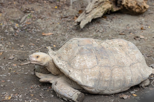 Afrykański żółw w parku zoologicznym