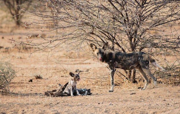 Zdjęcie afrykańskie dzikie psy na polu