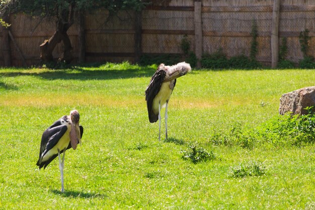 Afrykańskie ptaki bocian marabut latem