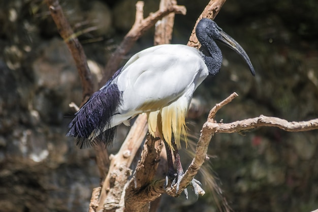 Afrykańskie święte ibis