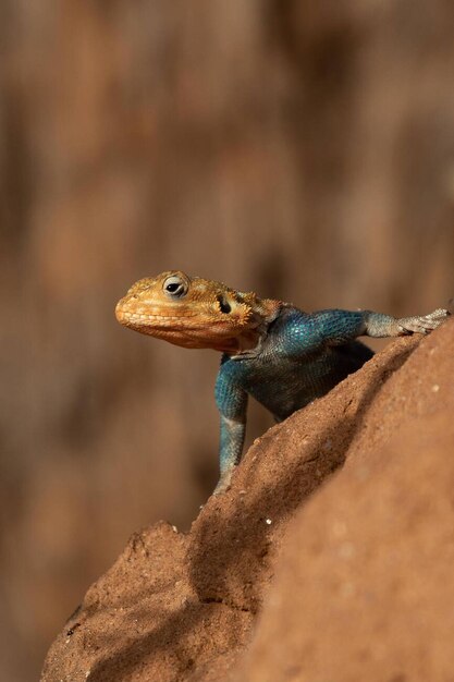 Agama Lizard Kenya Afryka Zdjęcie z magazynu