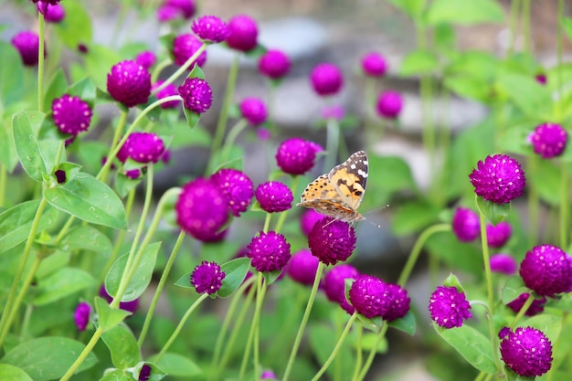 Aglais urticae to motyl na fioletowym kwiecie Gomphrena