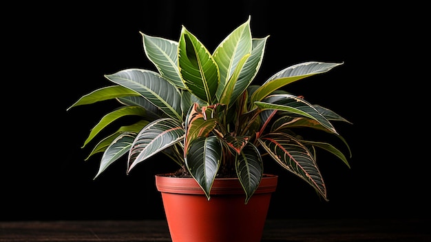 Zdjęcie aglaonema pictum tricolor roślina w doniczce na białym tle