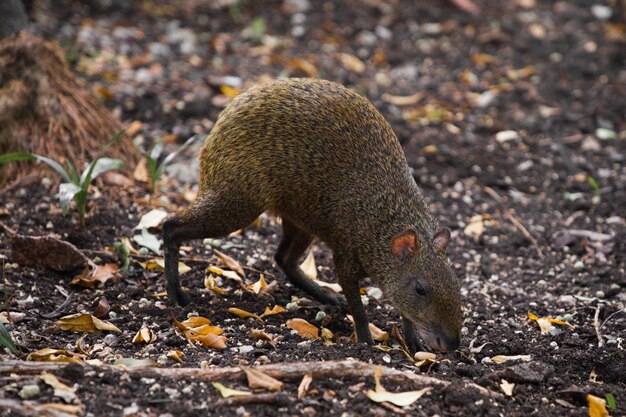 Agouti spaceruje po lesie