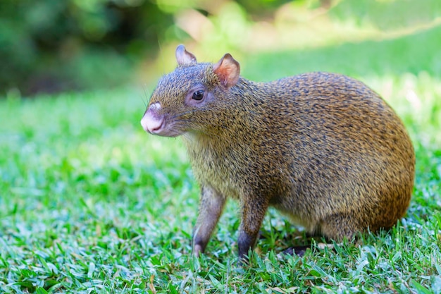 Agouti z Ameryki Środkowej (Dasyprocta punctata) spacerujący po trawie, Meksyk, Półwysep Jukatan.