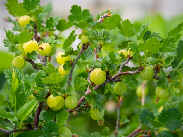 Agrest Ribes uvacrispa Bush z jagodami w Grecji