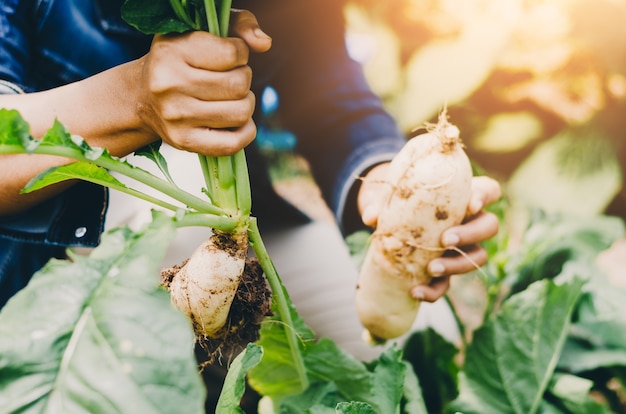 Agriculturist Farmer Hands Holding Raw Harvesting White Daikon Fresh Farm