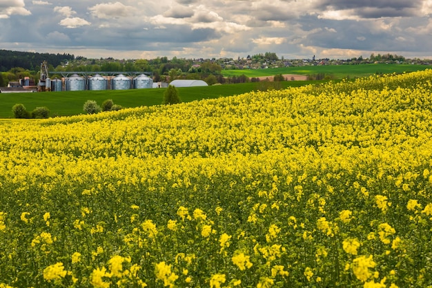 Agro silosy elewator spichlerzowy z czyszczeniem nasion suszenie linii czyszczenie i składowanie płodów rolnych mąka zboża i zboże na polu kwitnienia rzepaku